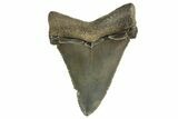 Serrated Angustidens Tooth - Megalodon Ancestor #333537-1